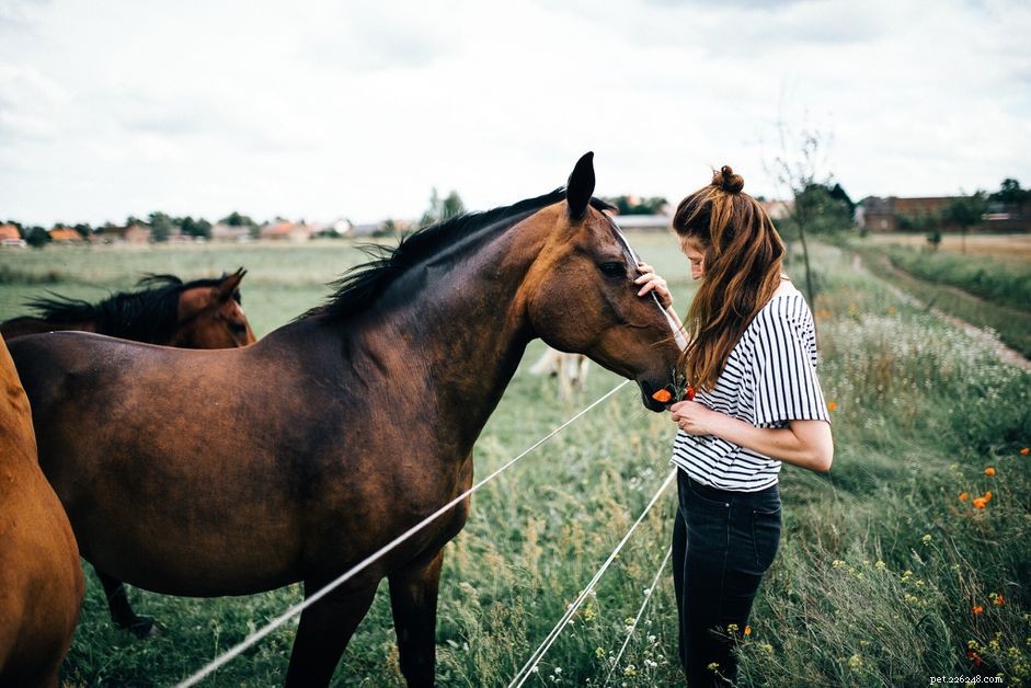 Cosa devo fare se il mio cavallo ha le coliche?