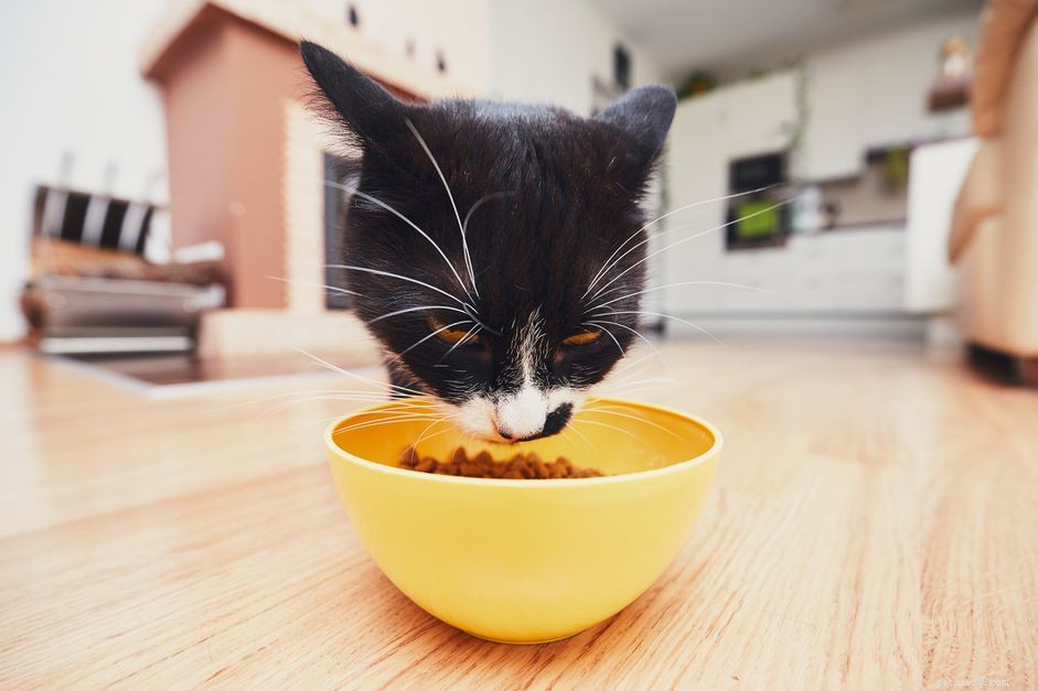 Sottoprodotti della carne nel cibo per gatti