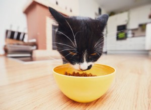 Subprodutos de carne em alimentos para gatos