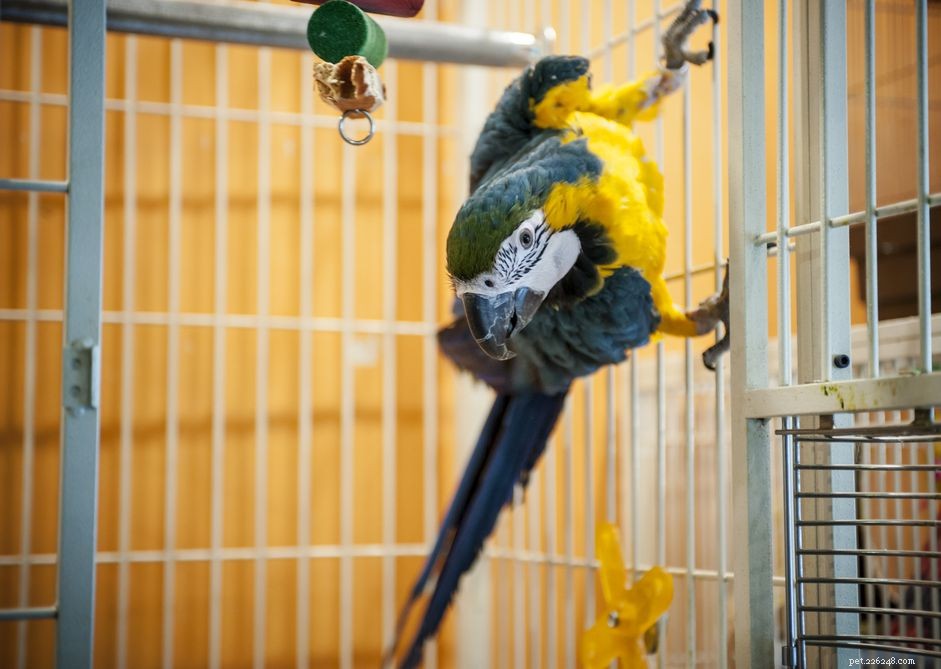 Scelta di una gabbia per uccelli