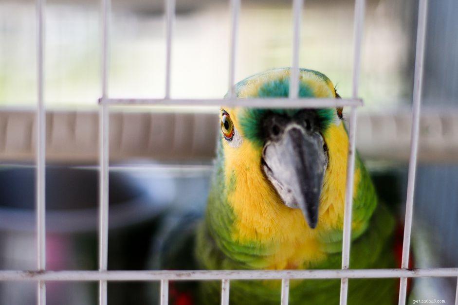 Dimensioni gabbie per uccelli e spaziatura tra le barre