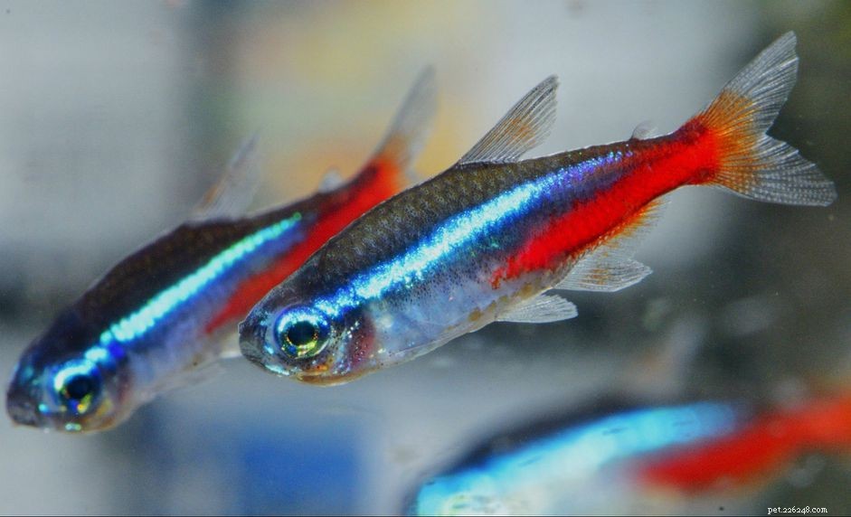 Peixe vivo alimentador de água salgada para seus animais marinhos