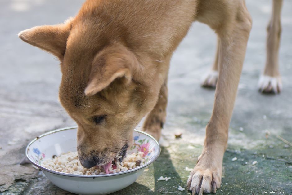 개가 밥을 먹을 수 있습니까?