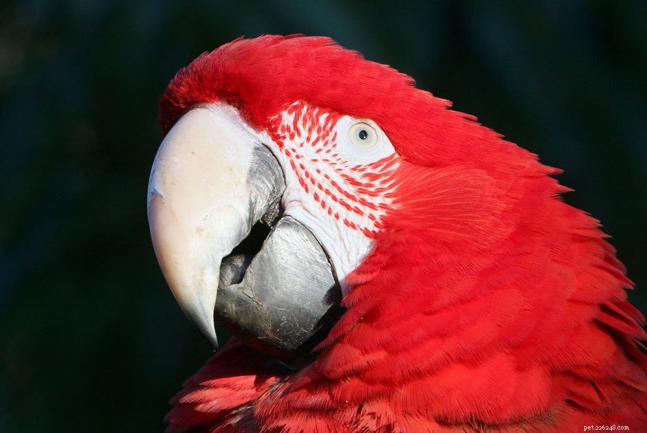 O que é a fixação de olho de pássaro?