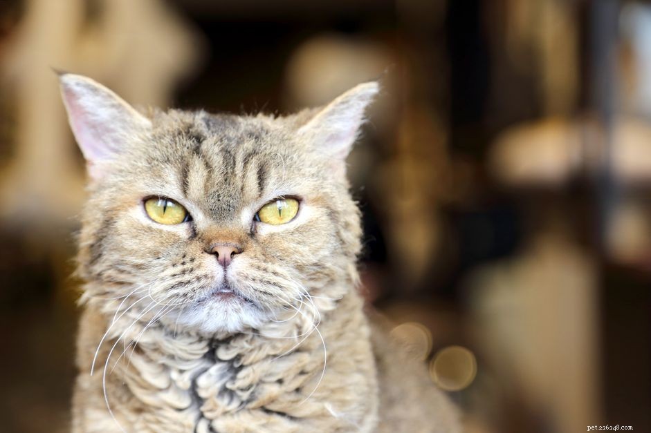 LaPerm:Profil kočičího plemene