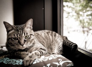 猫の関節炎の原因と兆候 