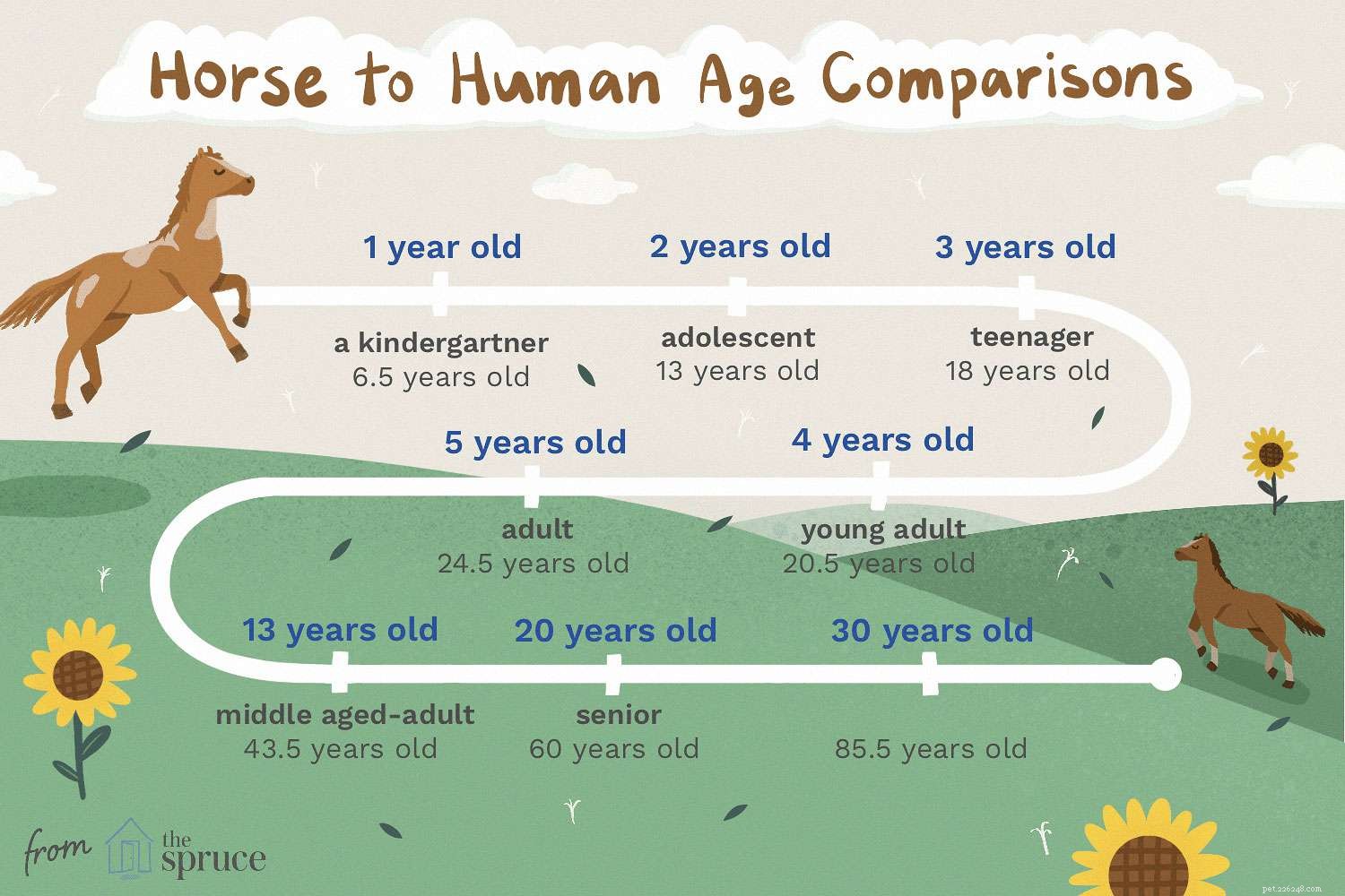 Comparação do cavalo com a idade humana