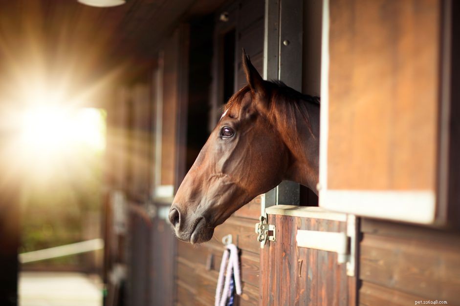 Come identificare e trattare i pidocchi nei cavalli