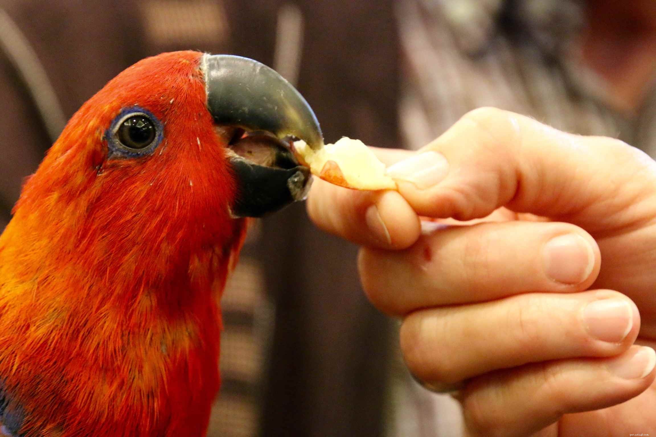 Comment entraîner votre oiseau à être plus amical