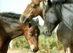 Você sabe como os cavalos dormem?