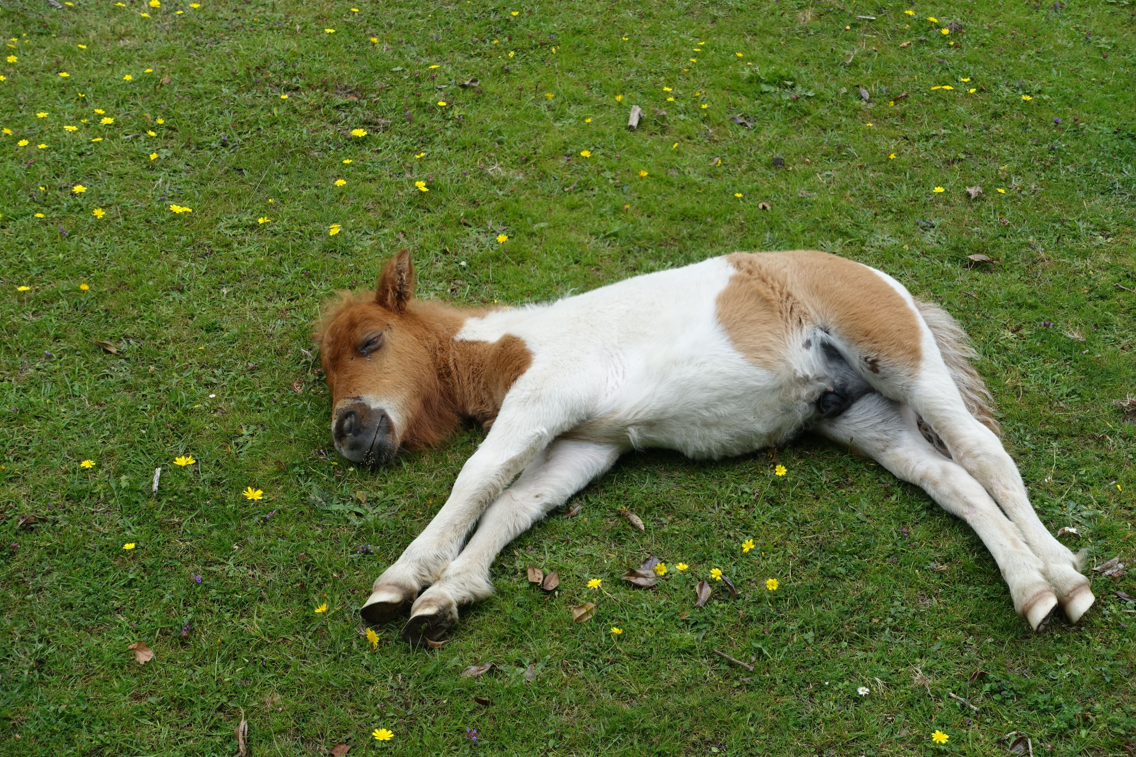 あなたは馬がどのように眠るか知っていますか？ 