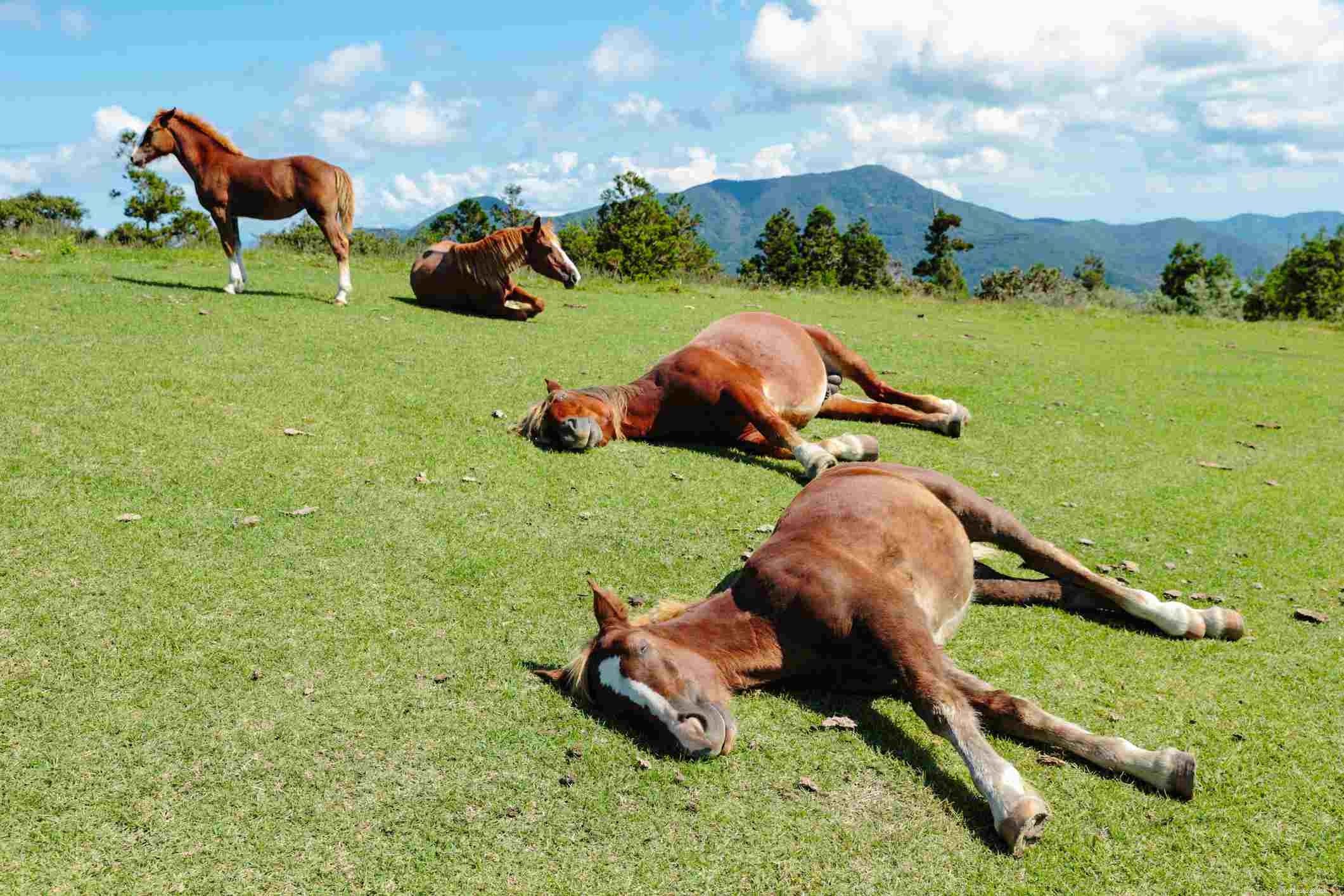 Víte, jak koně spí?