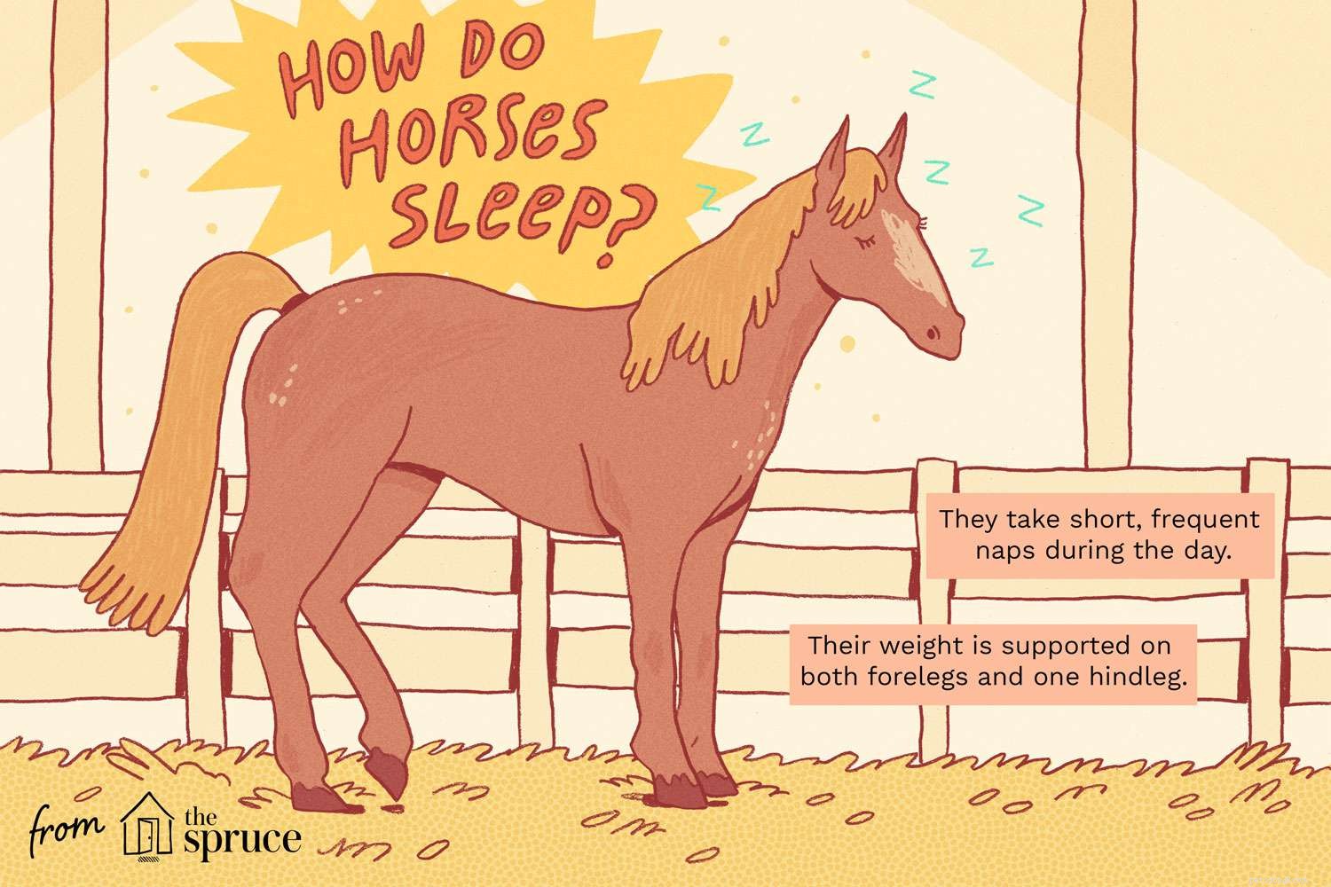 あなたは馬がどのように眠るか知っていますか？ 