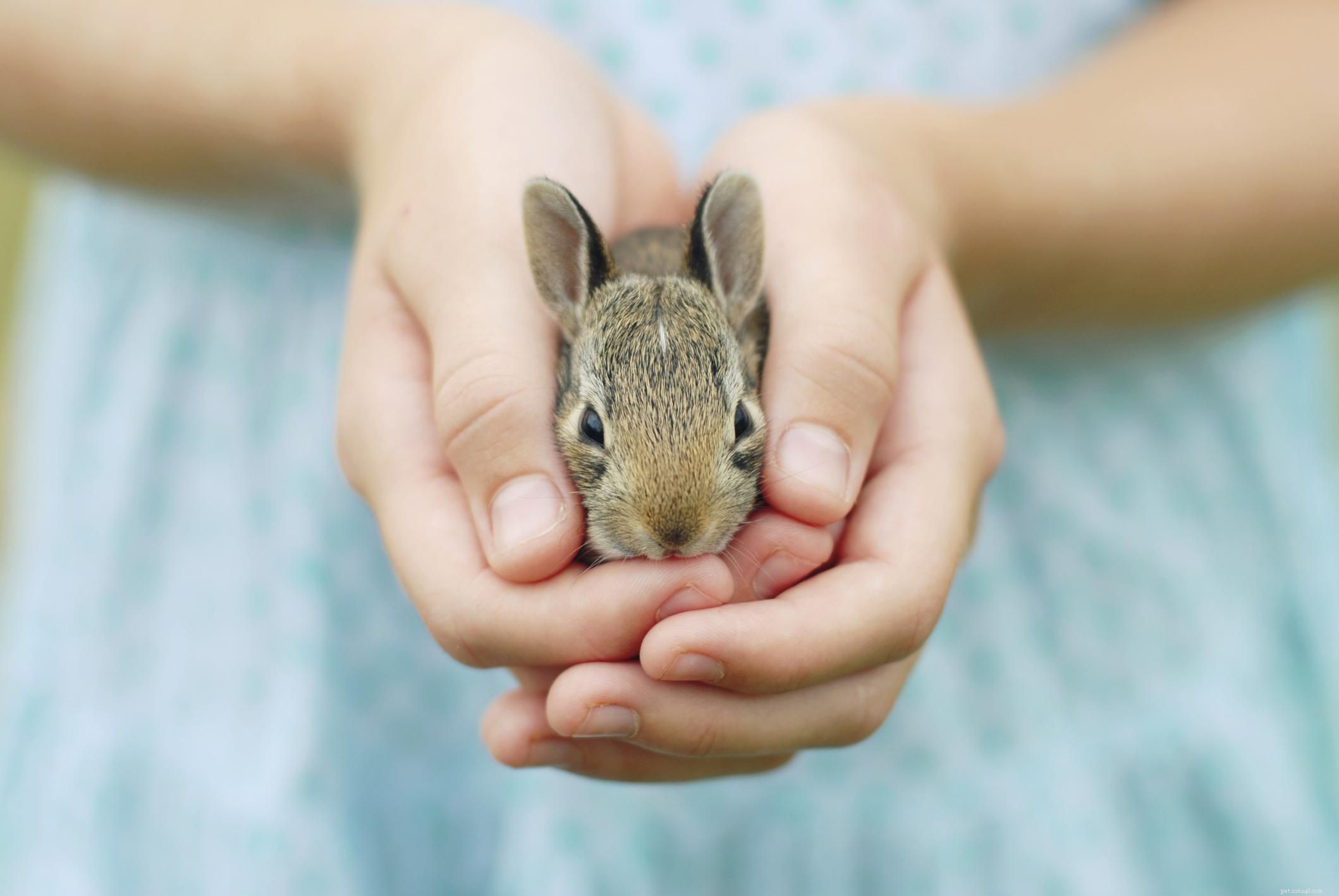 Guida alla cura dei conigli da compagnia