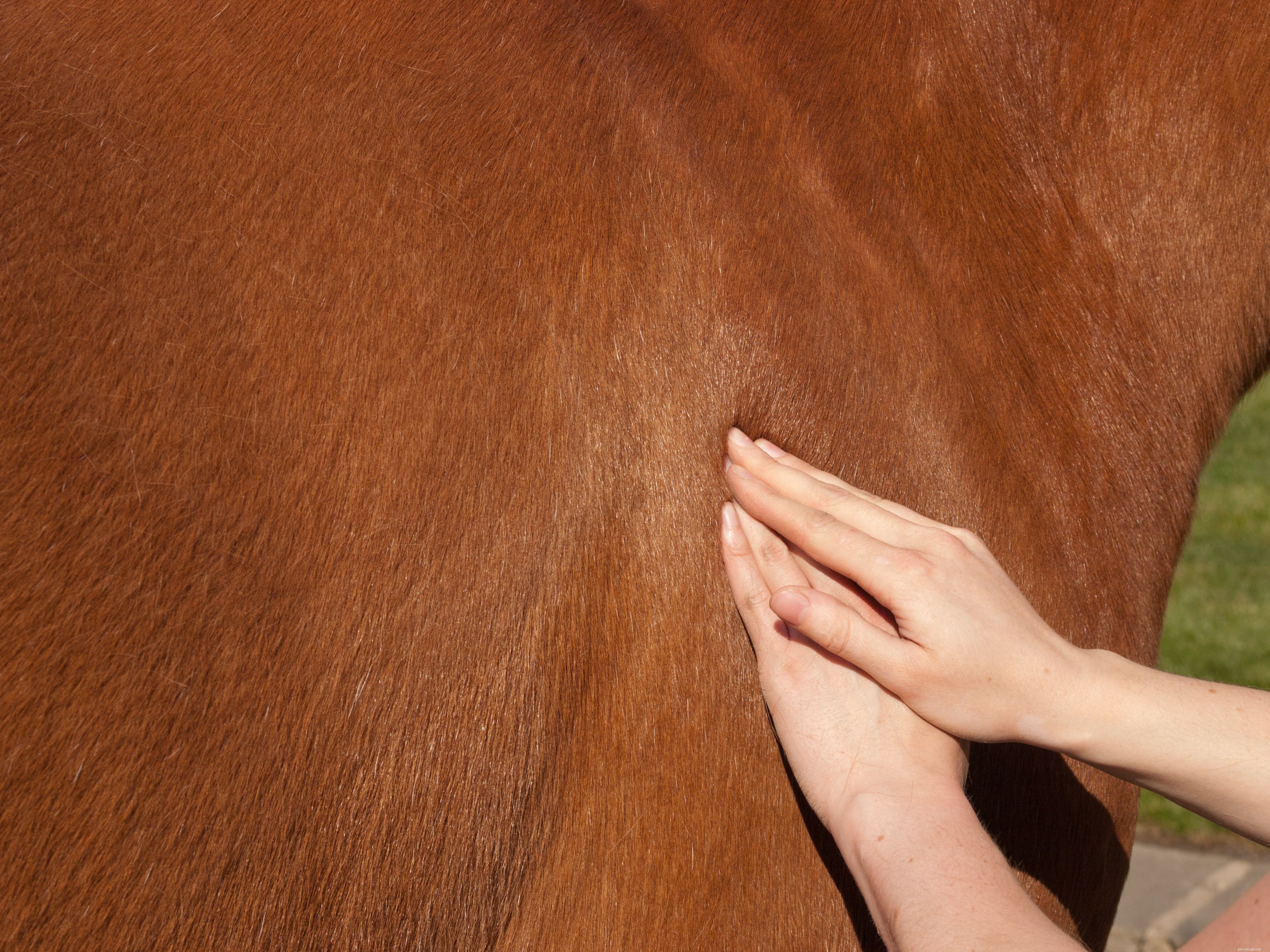 どうすれば馬と絆を結ぶことができますか？ 