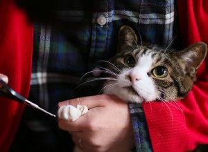 あなたの猫の爪をトリミングする方法 