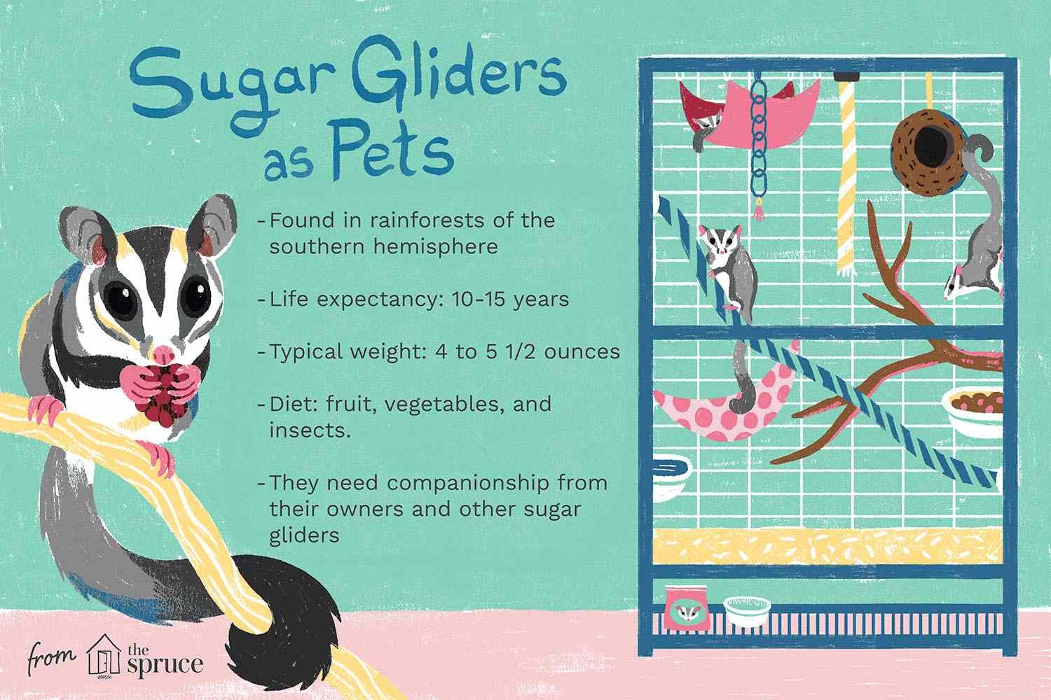 Fakta om Sugar Gliders