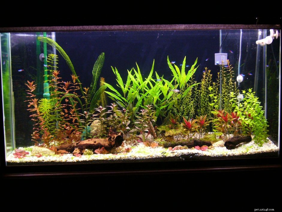Plantes d aquarium – Qu est-ce qui est le mieux :réel ou artificiel ?