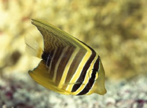 Sailfin Tang (Pacific Sailfin Tang)