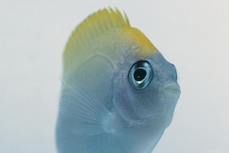 Pesce angelo coda di rondine (pesce angelo maculato)