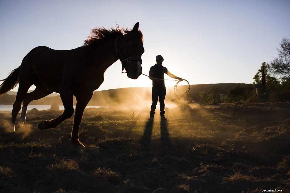 De basisprincipes van het trainen van een paard