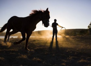 Základy výcviku koně