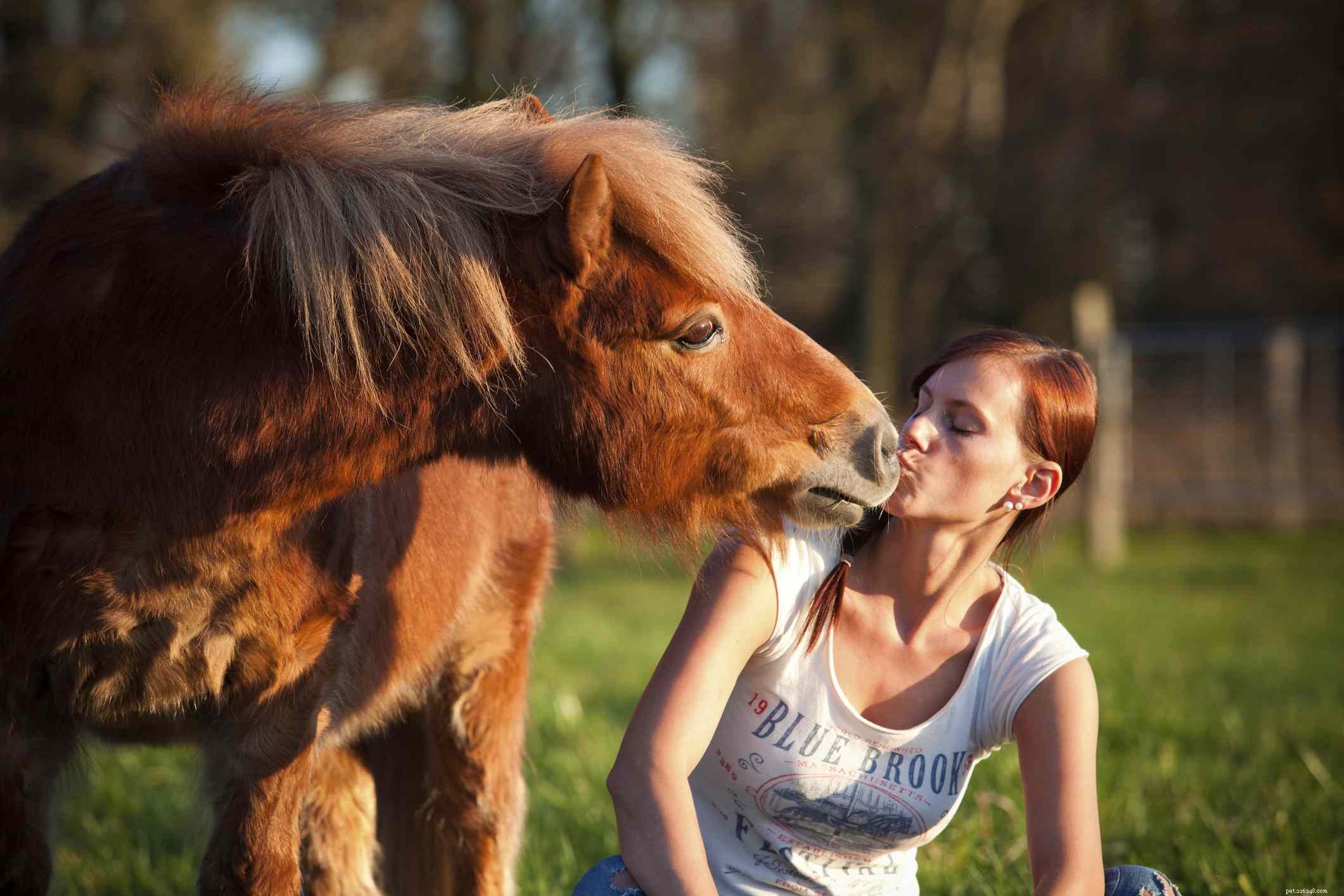 Основы обучения лошади