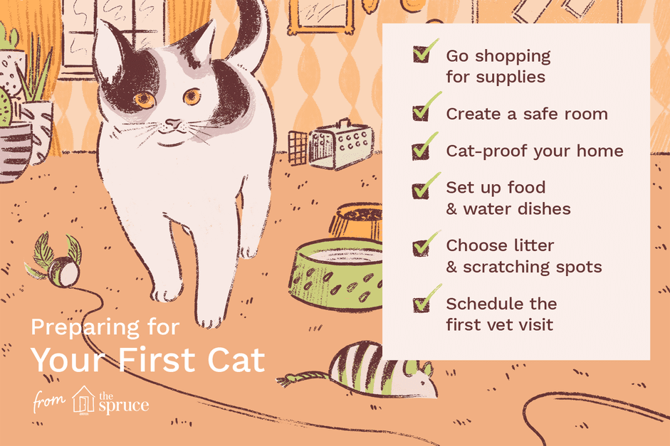 Все, что вам нужно знать о воспитании вашей первой кошки