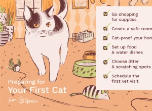 Все, что вам нужно знать о воспитании вашей первой кошки