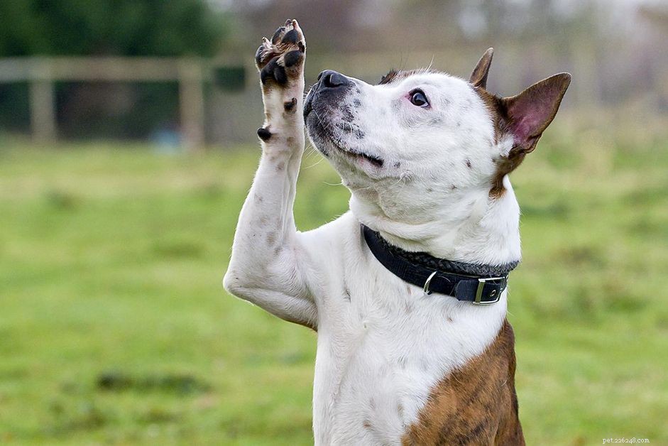 キューで手を振るように犬を訓練する方法 