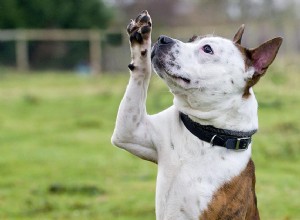 キューで手を振るように犬を訓練する方法 