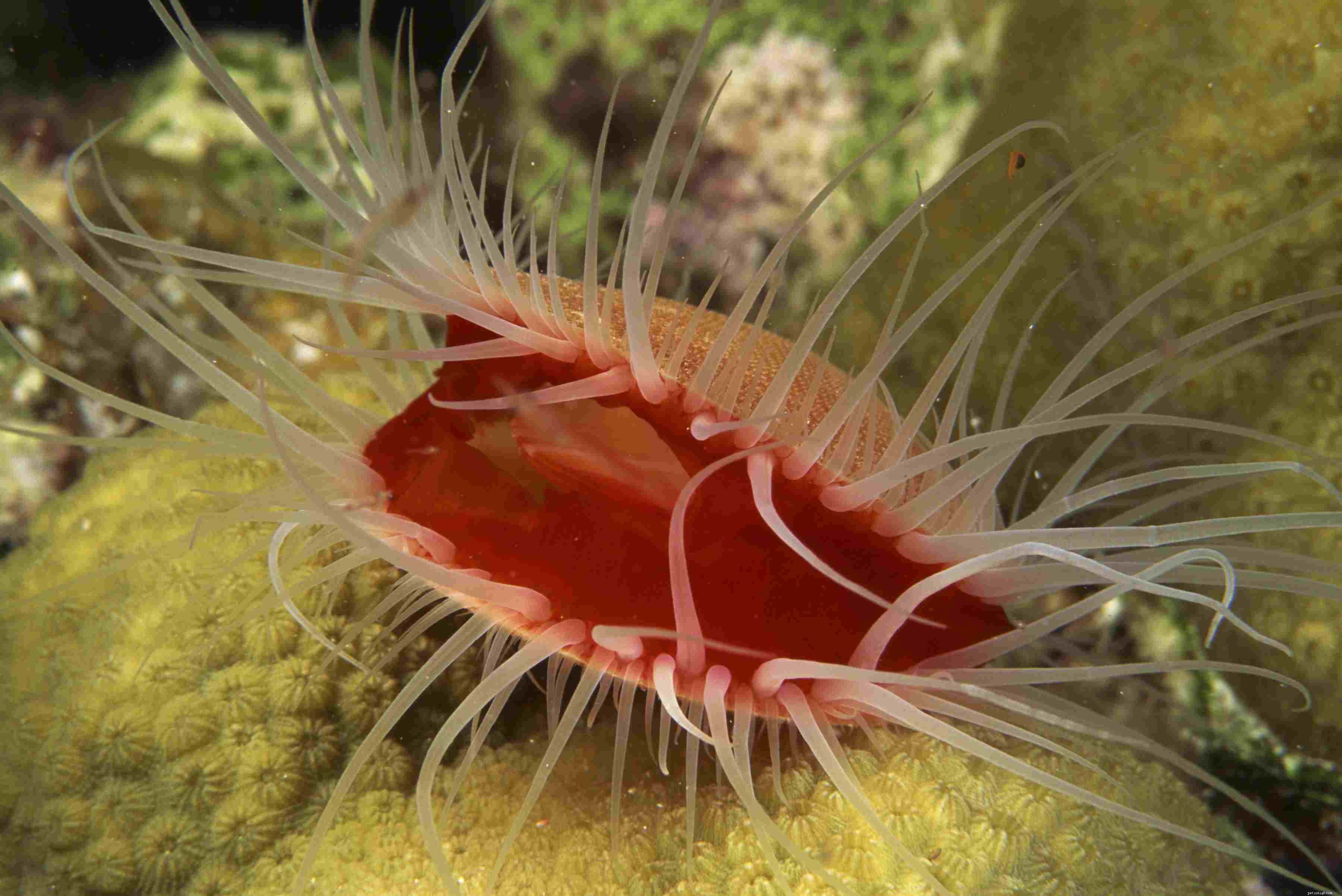 Reef-Safe zoutwateraquarium ongewervelde dieren