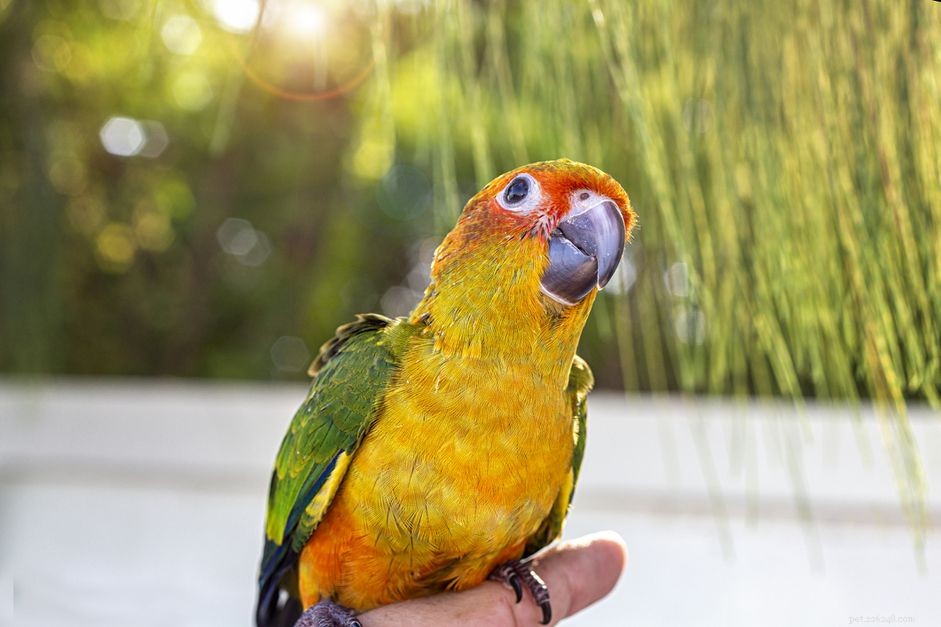 Woorden en zinnen om een ​​papegaai te leren