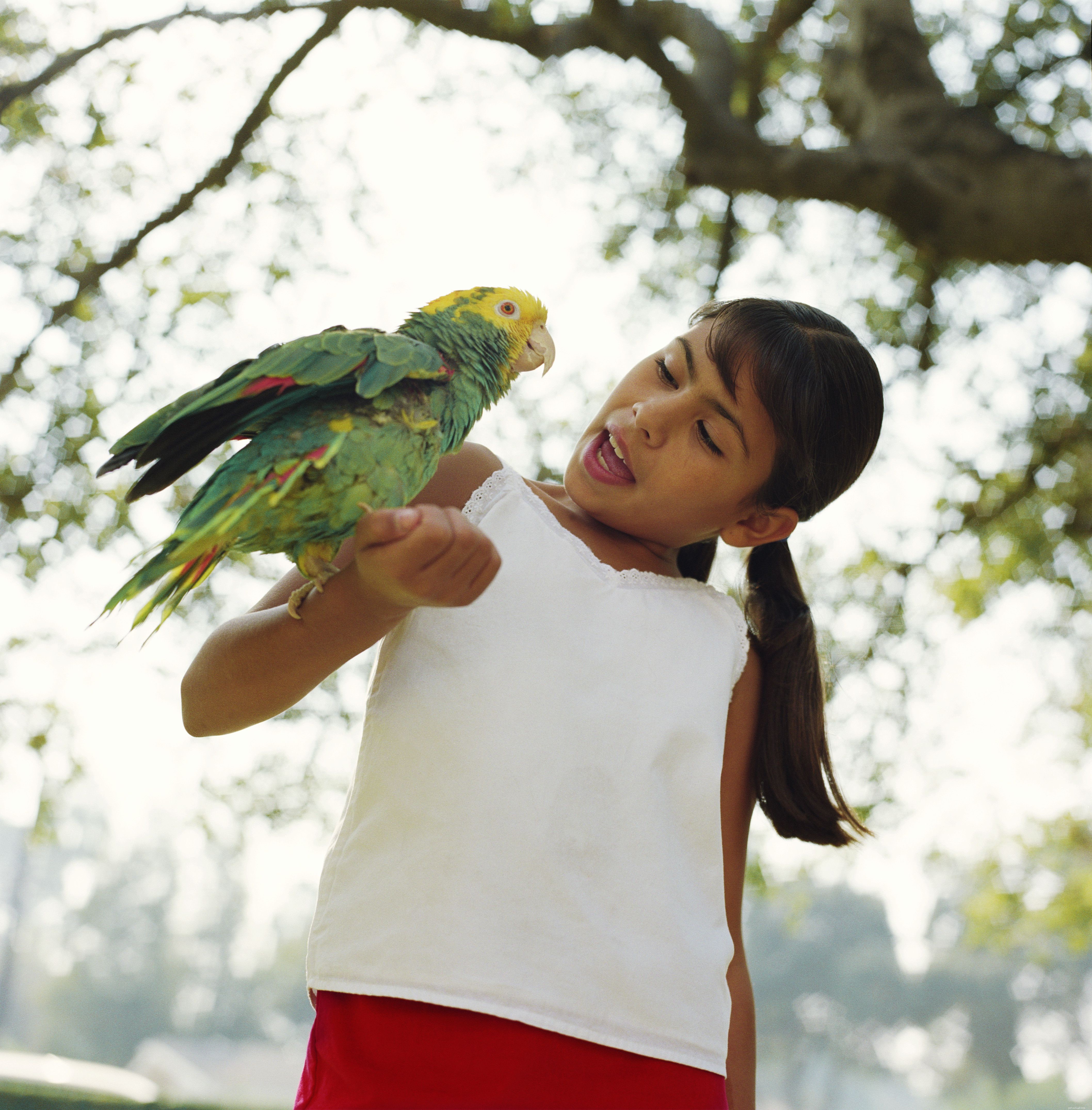 Slova a fráze, jak naučit papouška