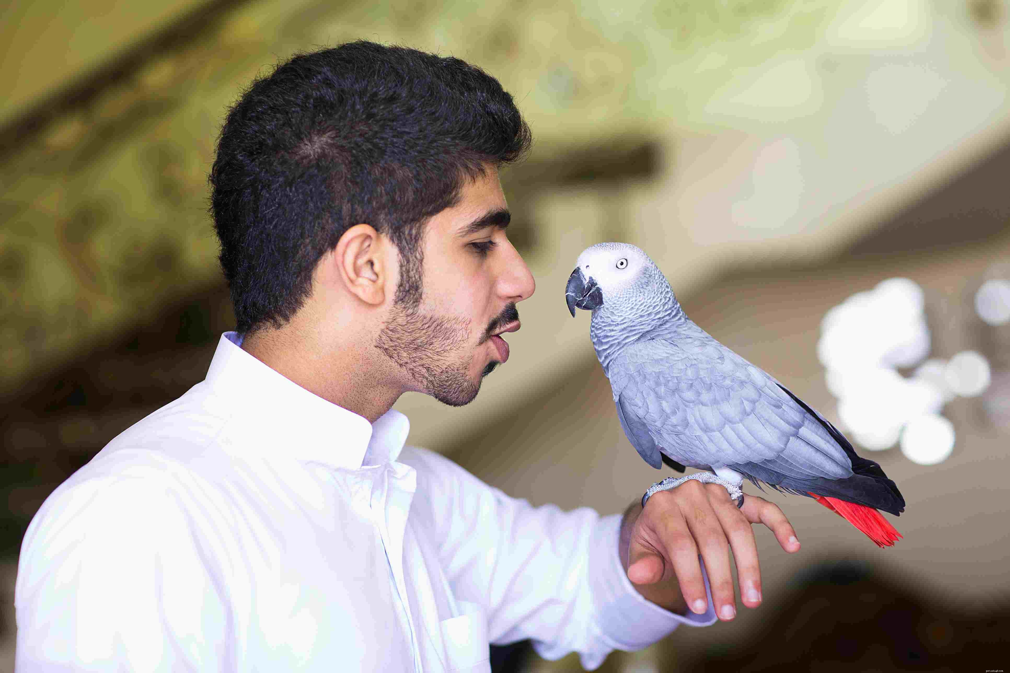 Ord och fraser för att lära en papegoja