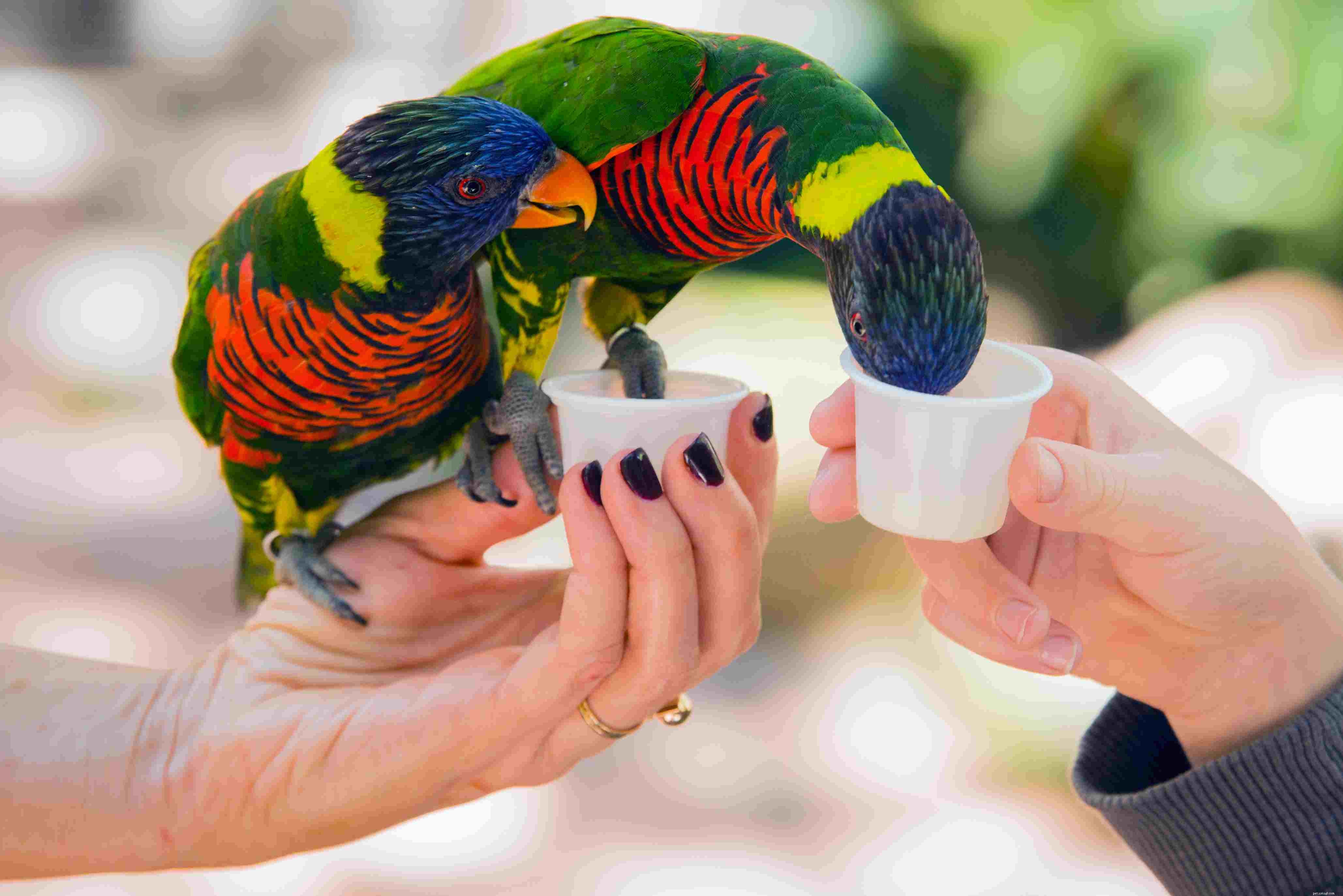 Slova a fráze, jak naučit papouška