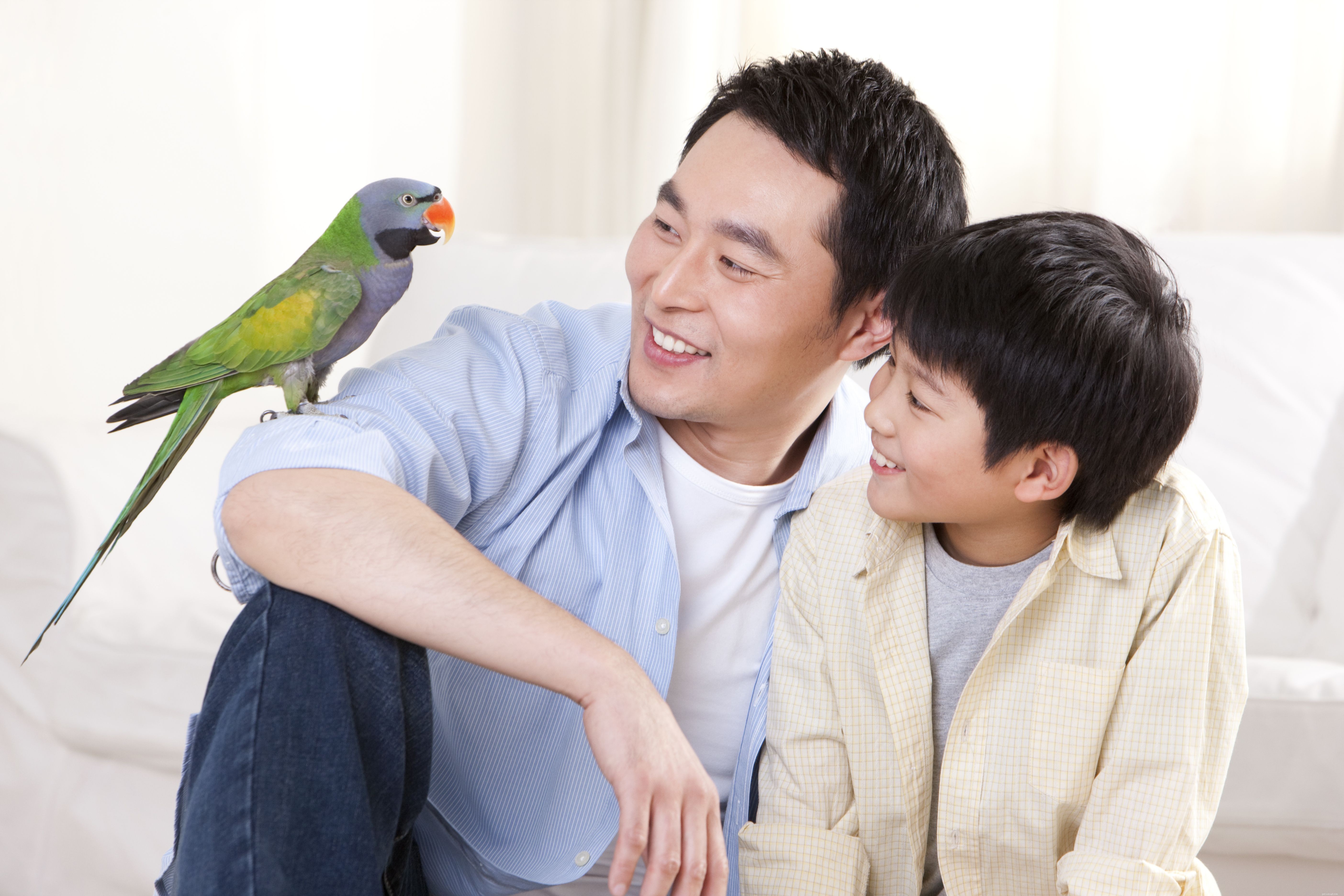 Woorden en zinnen om een ​​papegaai te leren
