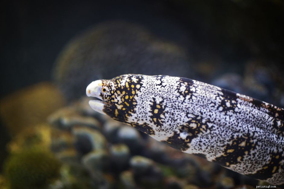 Moray 뱀장어는 ​​민물에서도 살 수 있나요?