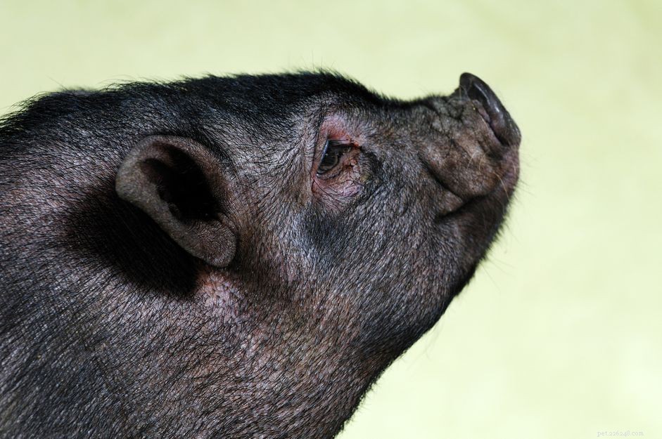 Vida útil e cuidados com porcos barrigudos