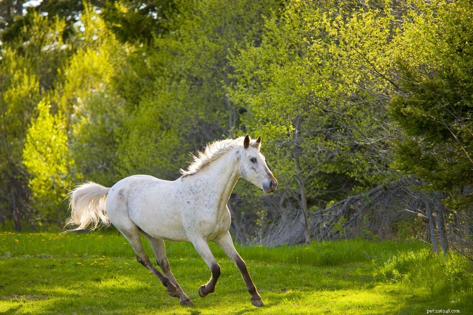 Paarden en zonnebrand of lichtgevoeligheid