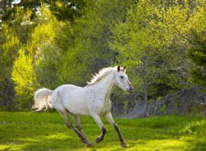馬と日焼けまたは光線過敏症 