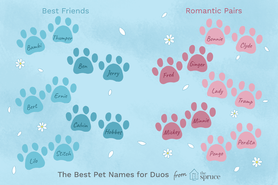 Ideias de nomes para pares de animais de estimação