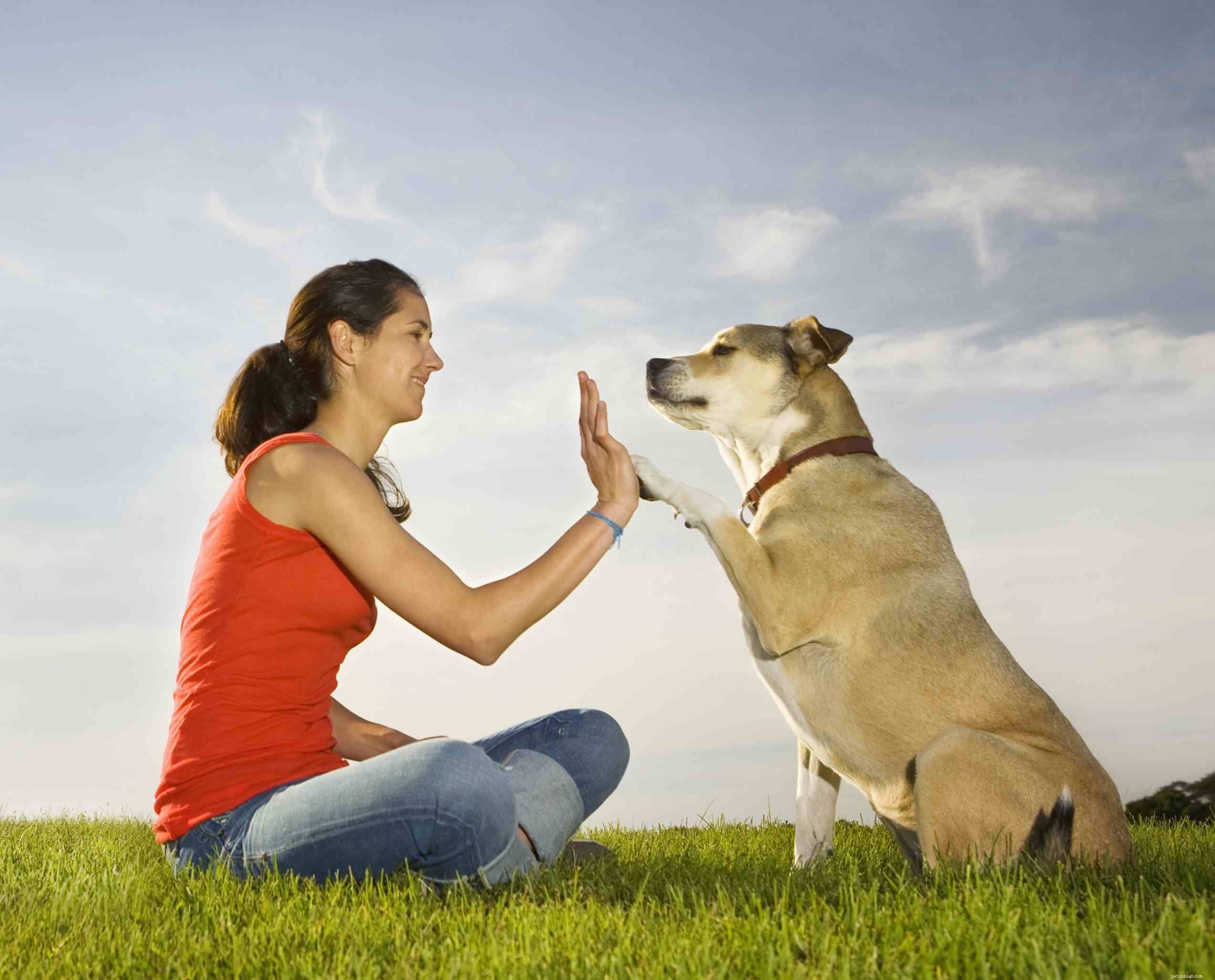 Советы для начинающих владельцев собак