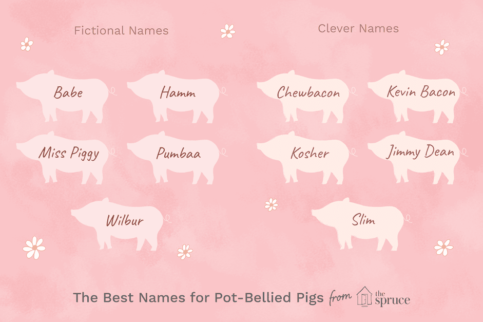 46 geweldige namen voor dikbuikige varkens