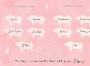 배불뚝이 돼지를 위한 멋진 이름 46개