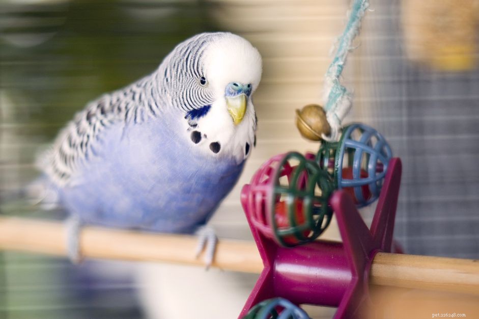 5 дешевых игрушек для птиц, которые можно сделать дома