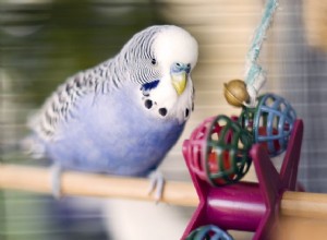 5 levných hraček pro ptáky, které si můžete vyrobit doma