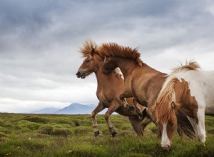 말 목장 깡패를 다루는 방법