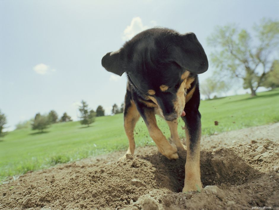 Varför begraver hundar ben och andra föremål