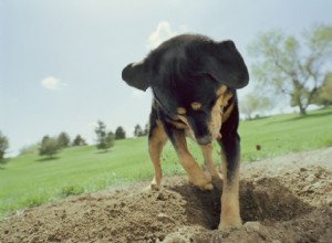 Proč psi zakopávají kosti a jiné předměty